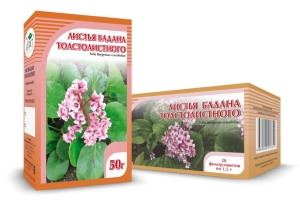 БАДАН толстолистный, листья
