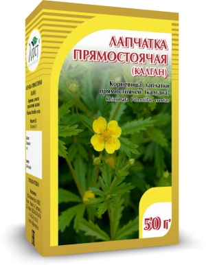 Лапчатка прямостоячая (калган)
